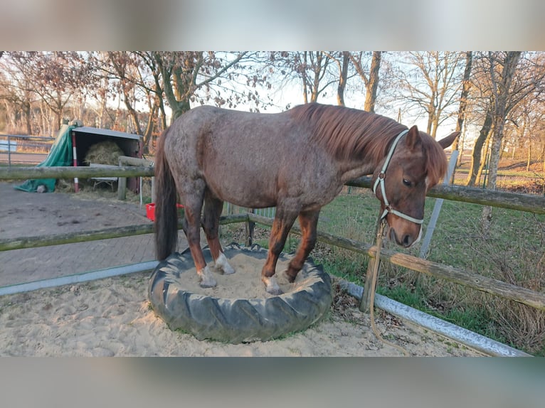 German Riding Pony Gelding 13 years 14.3 hh Roan-Red in Sittensen