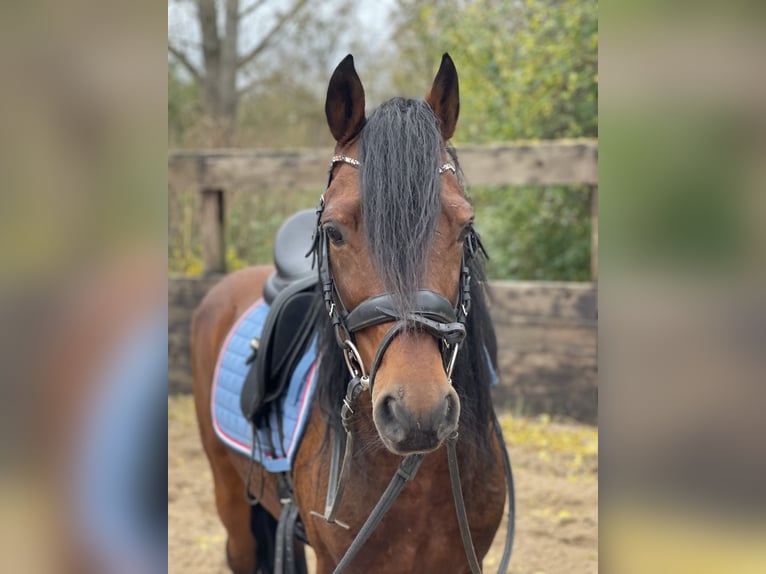 German Riding Pony Gelding 13 years 14 hh Brown in Trebbin
