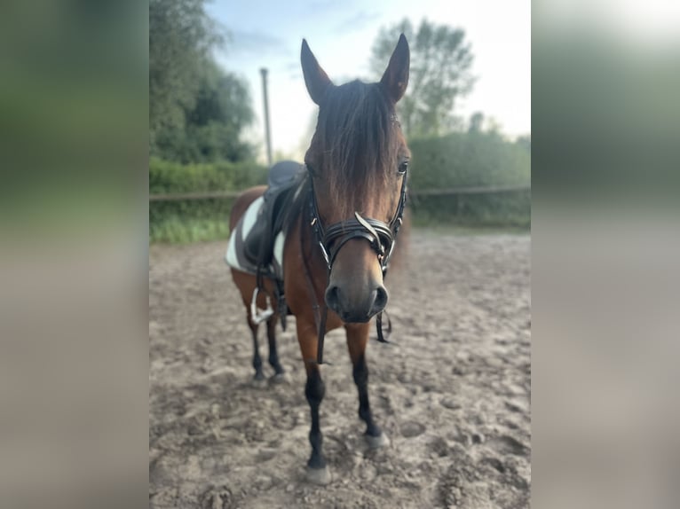 German Riding Pony Gelding 13 years 14 hh Brown in Trebbin