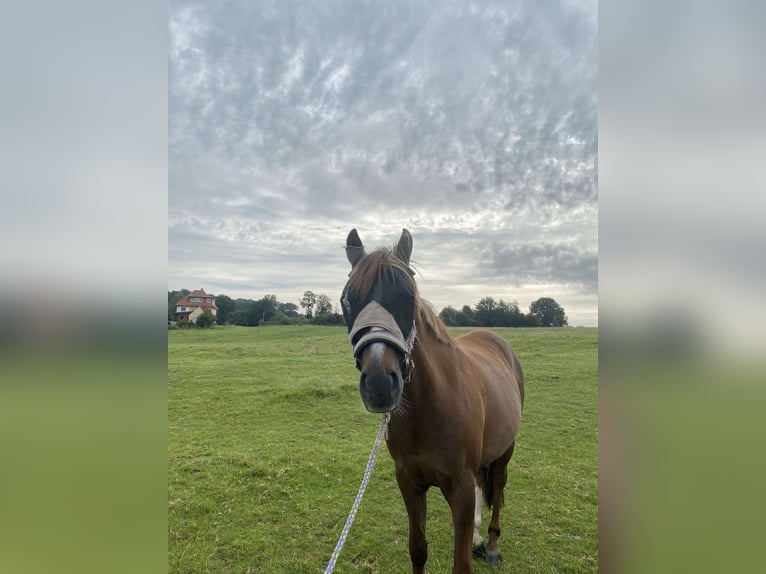 German Riding Pony Gelding 13 years 14 hh Chestnut in Ibbenbüren