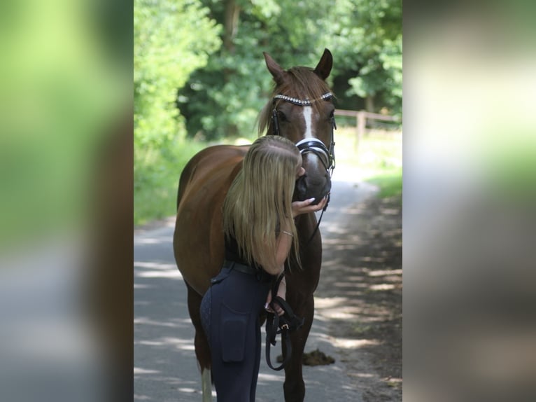 German Riding Pony Gelding 13 years 14 hh Chestnut in Ibbenbüren