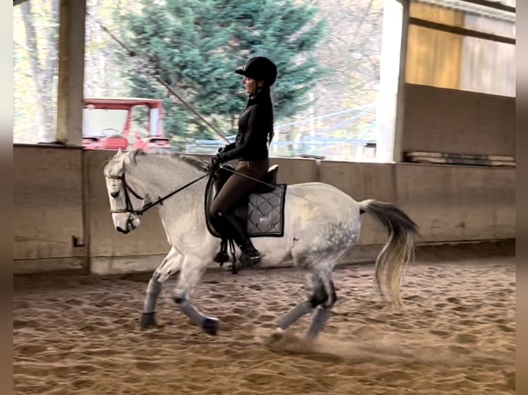 German Riding Pony Gelding 13 years 14 hh Gray-Dapple in Wien, Leopoldstadt