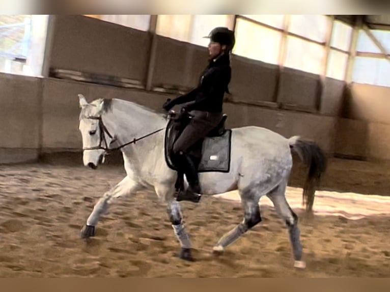 German Riding Pony Gelding 13 years 14 hh Gray-Dapple in Wien, Leopoldstadt