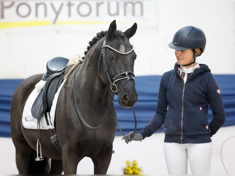 German Riding Pony Gelding 13 years 14,1 hh Brown in Marsberg German Riding Pony Gelding 13 years 14,1 hh Brown in Marsberg