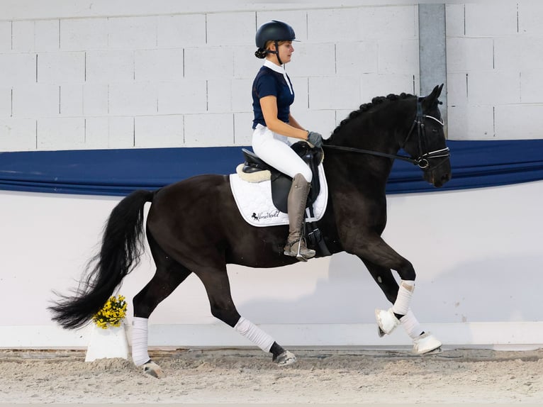 German Riding Pony Gelding 13 years 14,1 hh Brown in Marsberg German Riding Pony Gelding 13 years 14,1 hh Brown in Marsberg