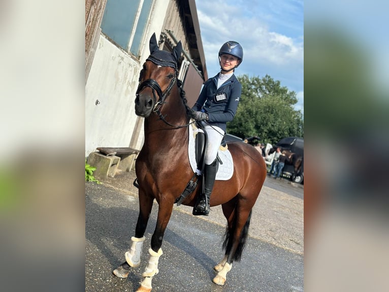 German Riding Pony Gelding 13 years 14,1 hh Brown in Kirchardt