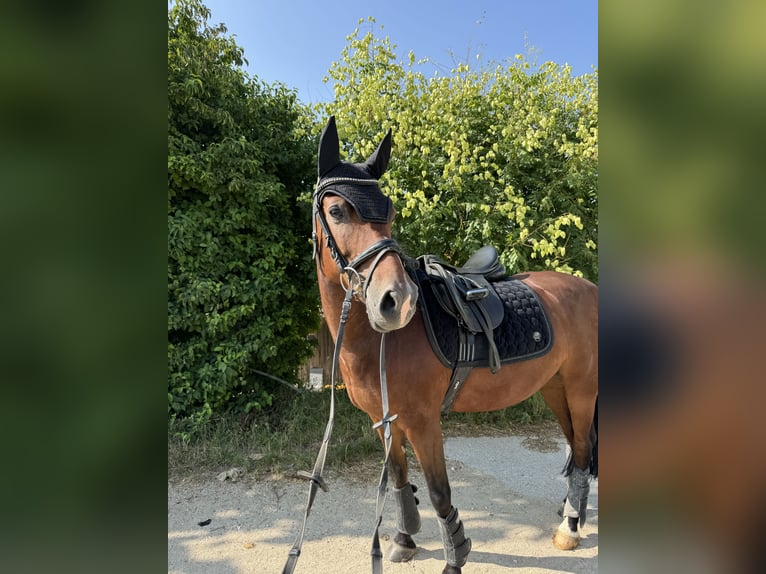 German Riding Pony Gelding 13 years 14,1 hh Brown in Maisdorf