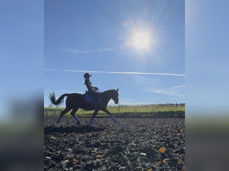 German Riding Pony Gelding 13 years 14,1 hh Brown in Maisdorf