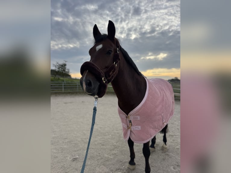 German Riding Pony Gelding 13 years 14,1 hh Brown in Maisdorf