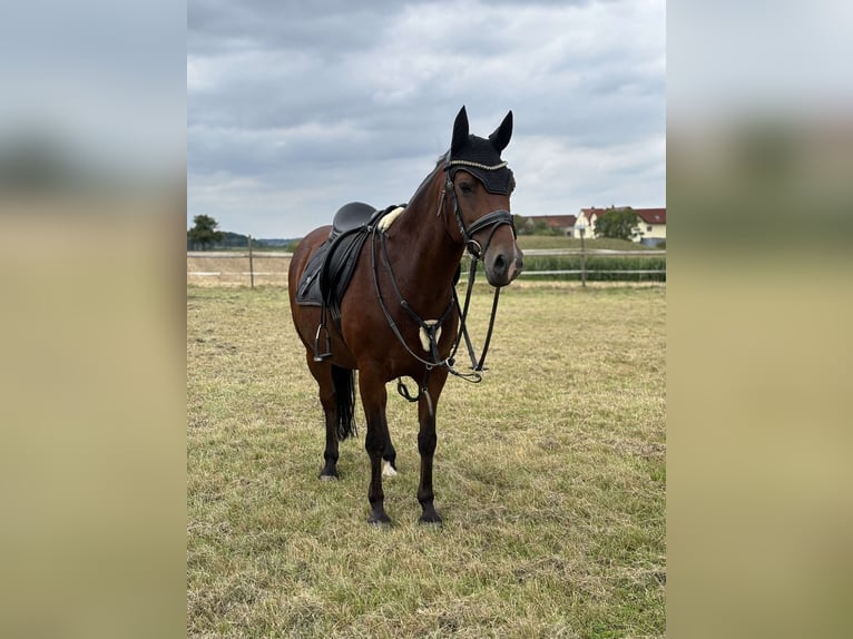 German Riding Pony Gelding 13 years 14,1 hh Brown in Maisdorf