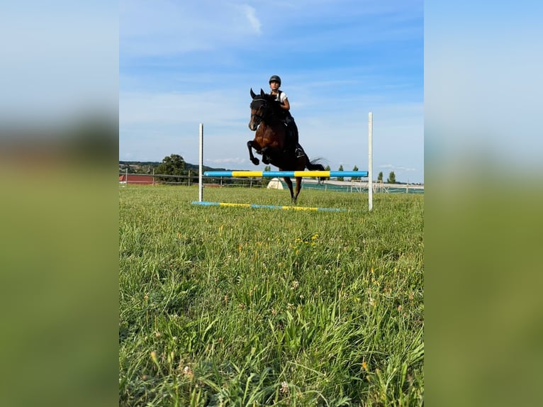 German Riding Pony Gelding 13 years 14,1 hh Brown in Maisdorf