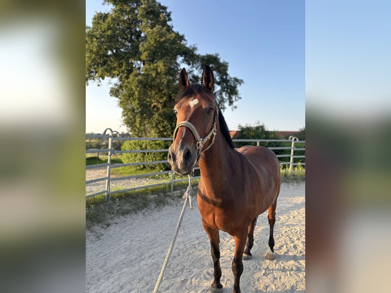 German Riding Pony Gelding 13 years 14,1 hh Brown in Maisdorf