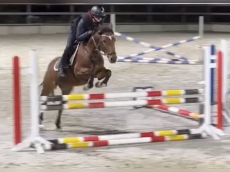 German Riding Pony Gelding 13 years 14,1 hh Brown in Rommerskirchen