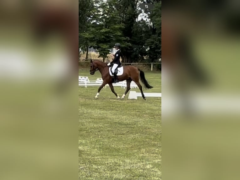 German Riding Pony Gelding 13 years 14,1 hh Brown in Rommerskirchen