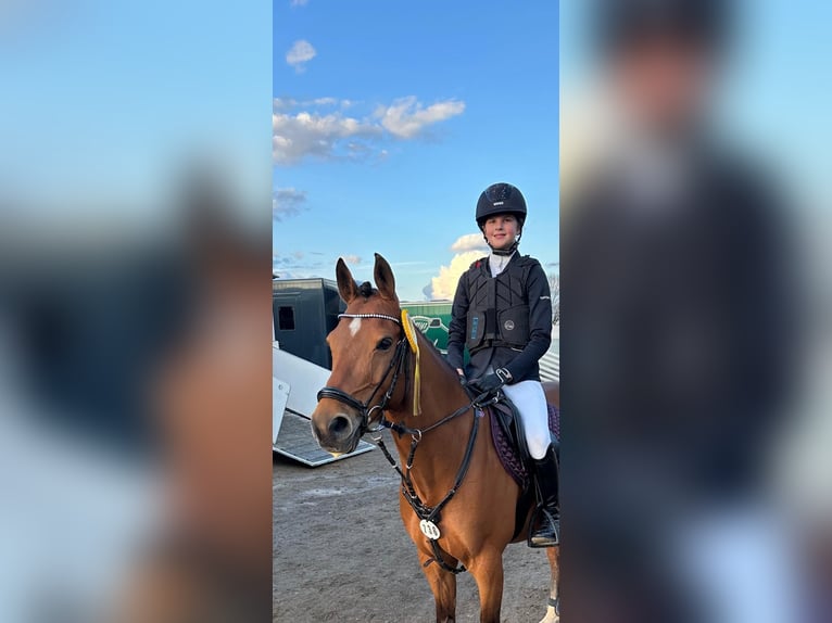German Riding Pony Gelding 13 years 14,1 hh Brown in Rommerskirchen