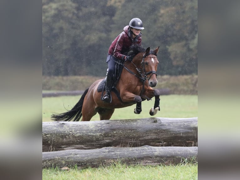 German Riding Pony Gelding 13 years 14,1 hh Brown in Rommerskirchen