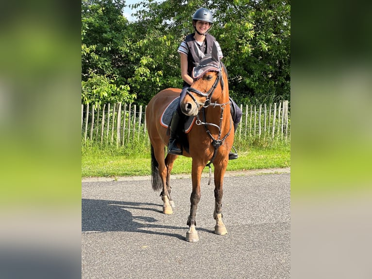 German Riding Pony Gelding 13 years 14,1 hh Brown in Rommerskirchen