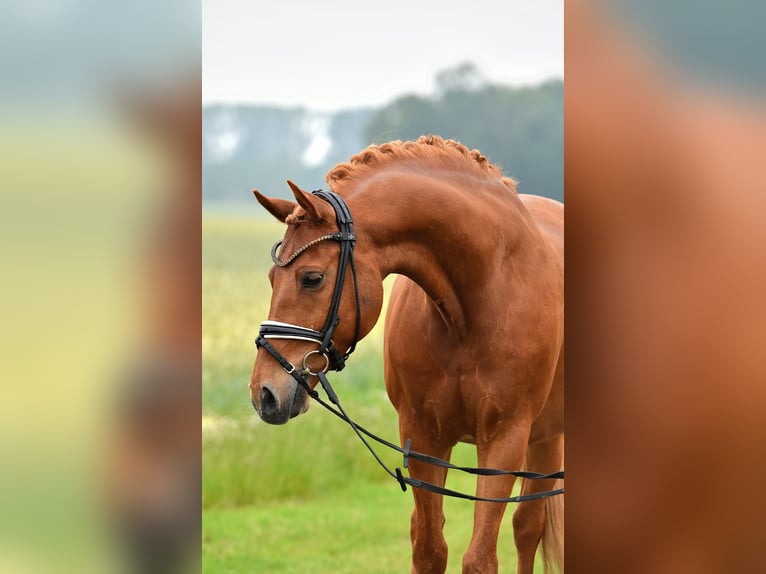 German Riding Pony Gelding 13 years 14,1 hh Chestnut-Red in Kamern