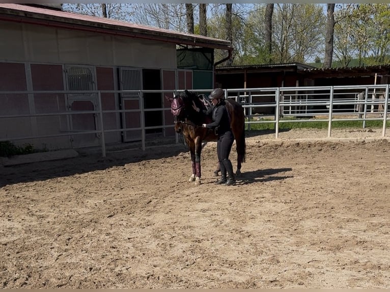 German Riding Pony Gelding 13 years 14,2 hh Bay-Dark in Halle
