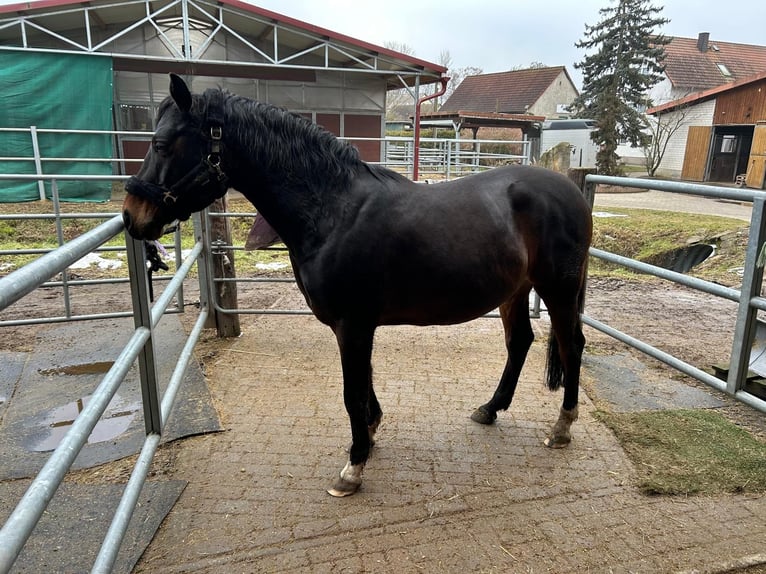 German Riding Pony Gelding 13 years 14,2 hh Bay-Dark in Halle