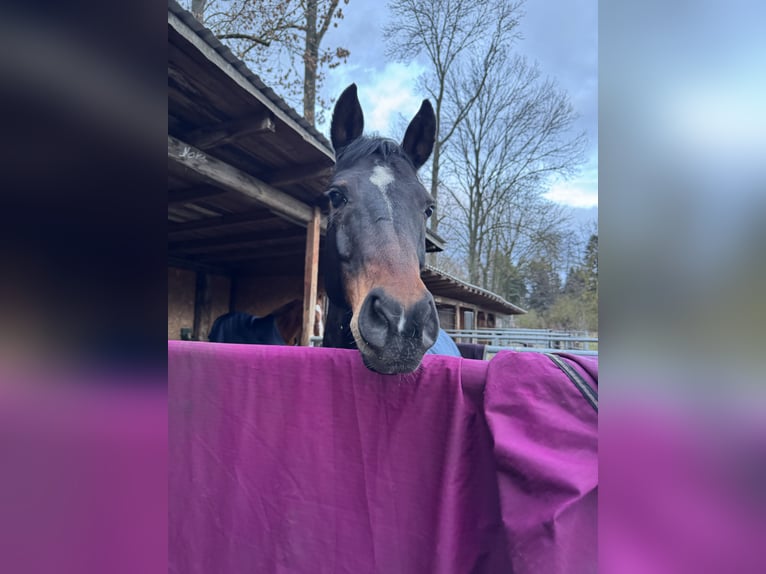 German Riding Pony Gelding 13 years 14,2 hh Bay-Dark in Halle