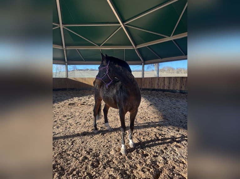 German Riding Pony Gelding 13 years 14,2 hh Bay-Dark in Halle