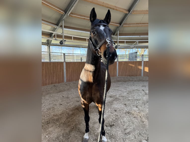 German Riding Pony Gelding 13 years 14,2 hh Brown in Halle