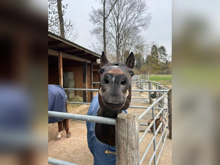 German Riding Pony Gelding 13 years 14,2 hh Brown in Halle