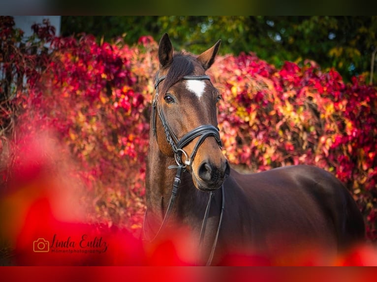 German Riding Pony Gelding 13 years 14,2 hh Brown in N&#xFC;nchritz Roda