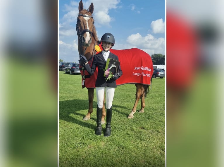 German Riding Pony Gelding 13 years 14,2 hh Chestnut-Red in Braunschweig