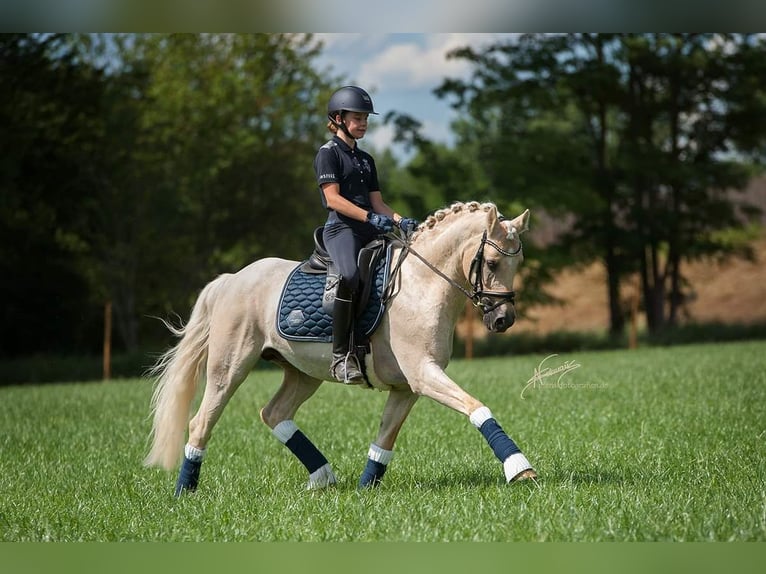 German Riding Pony Gelding 13 years 14,2 hh in Mainz
