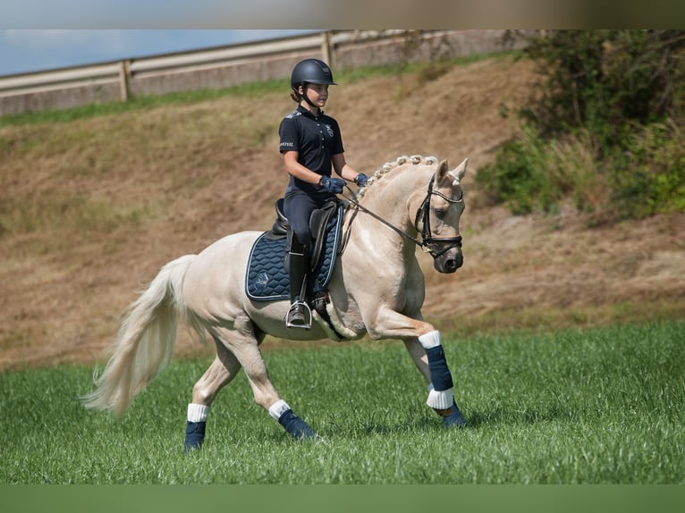 German Riding Pony Gelding 13 years 14,2 hh in Mainz