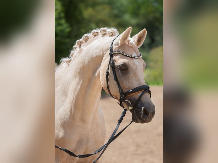 German Riding Pony Gelding 13 years 14,2 hh in Mainz