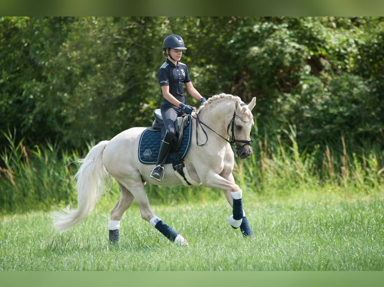 German Riding Pony Gelding 13 years 14,2 hh in Mainz