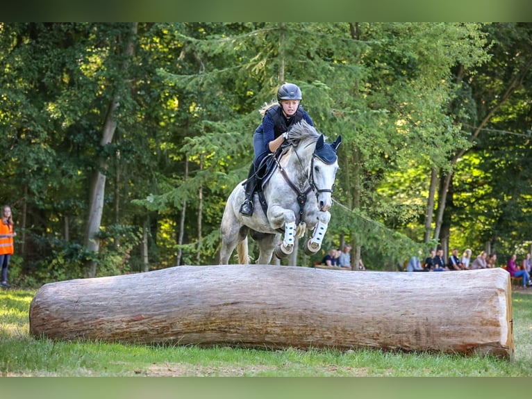 German Riding Pony Gelding 13 years 14,2 hh Grey in Salzgitter