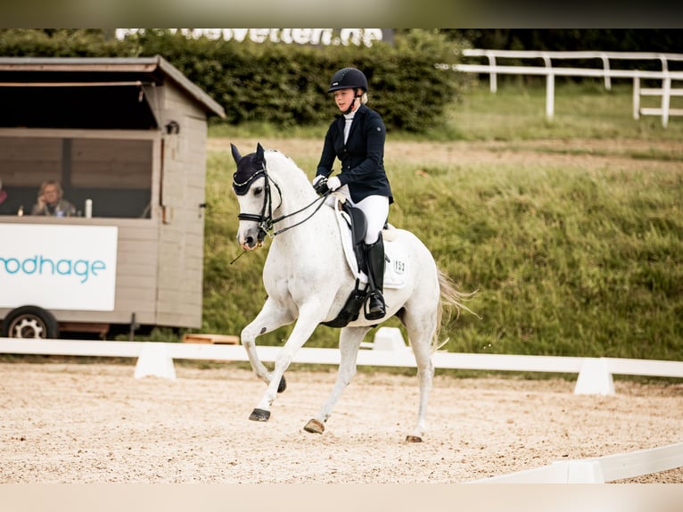 German Riding Pony Gelding 13 years 14,2 hh Grey in Salzgitter