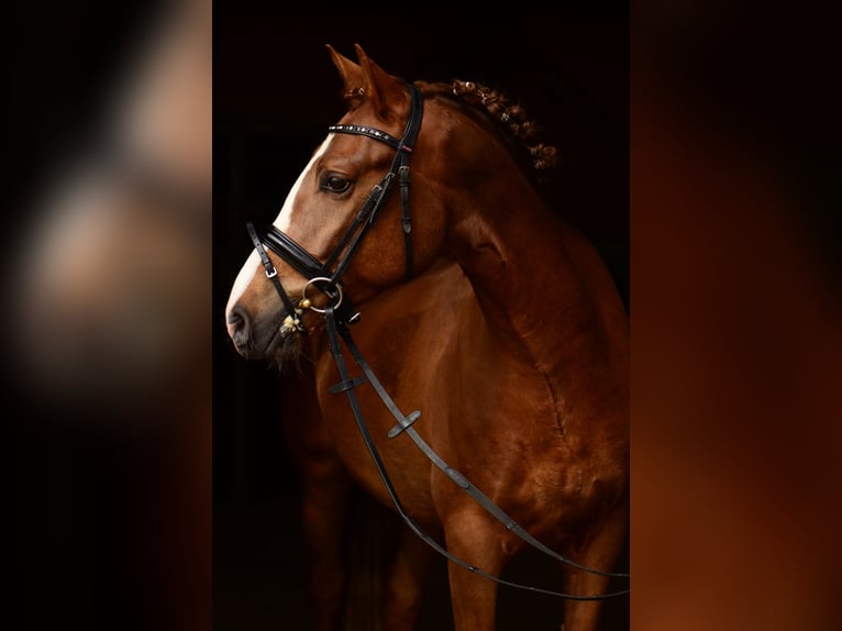 German Riding Pony Gelding 13 years 15 hh Chestnut in Kiel