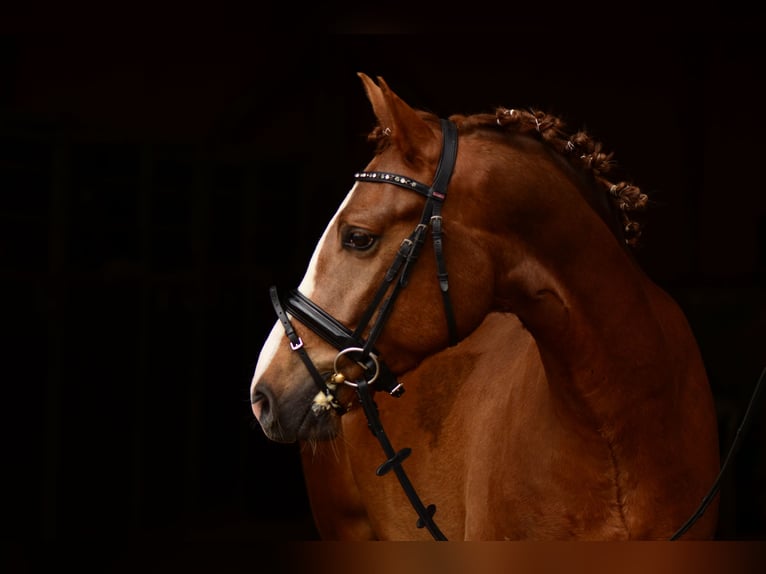 German Riding Pony Gelding 13 years 15 hh Chestnut in Kiel