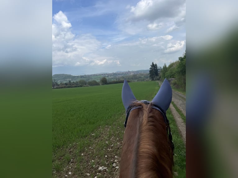 German Riding Pony Gelding 13 years 15 hh Chestnut-Red in Fritzlar