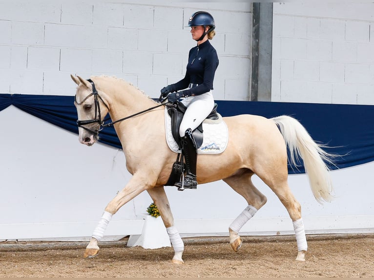 German Riding Pony Gelding 13 years 15 hh Palomino in Marsberg