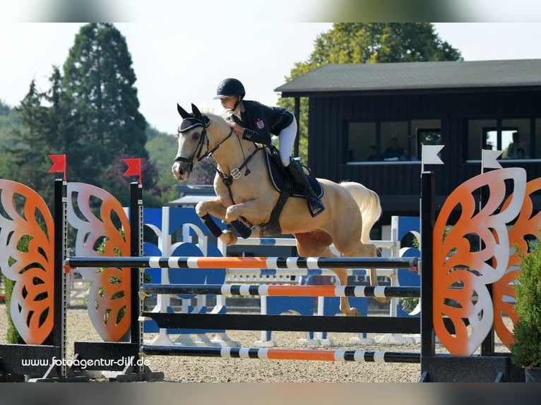 German Riding Pony Gelding 13 years 15 hh Palomino in Marsberg