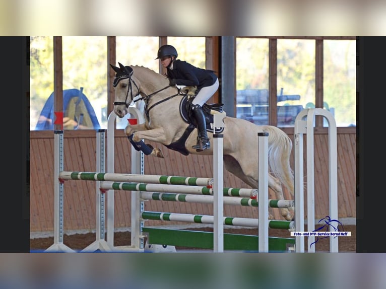 German Riding Pony Gelding 13 years 15 hh Palomino in Marsberg