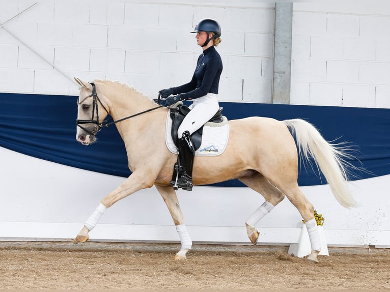 German Riding Pony Gelding 13 years 15 hh Palomino in Marsberg