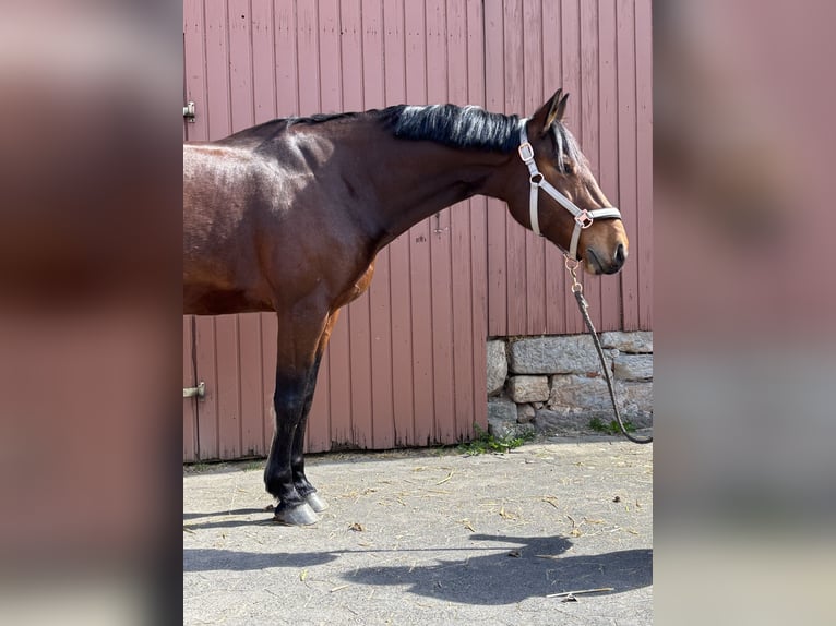 German Riding Pony Gelding 13 years 15,1 hh Brown in Fulda