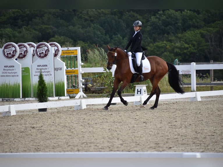 German Riding Pony Gelding 13 years 15,1 hh Brown in Fulda
