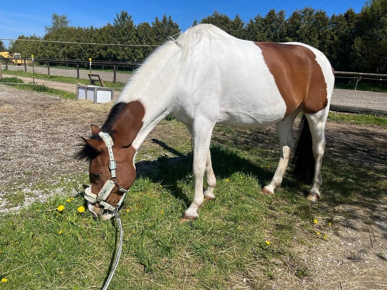 German Riding Pony Gelding 13 years 15,1 hh Pinto in Berg German Riding Pony Gelding 13 years 15,1 hh Pinto in Berg