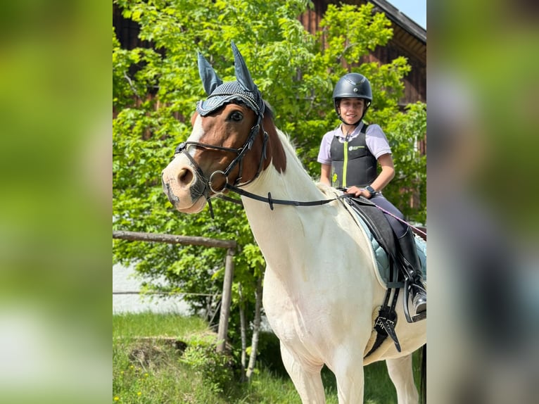 German Riding Pony Gelding 13 years 15,1 hh Pinto in Berg German Riding Pony Gelding 13 years 15,1 hh Pinto in Berg