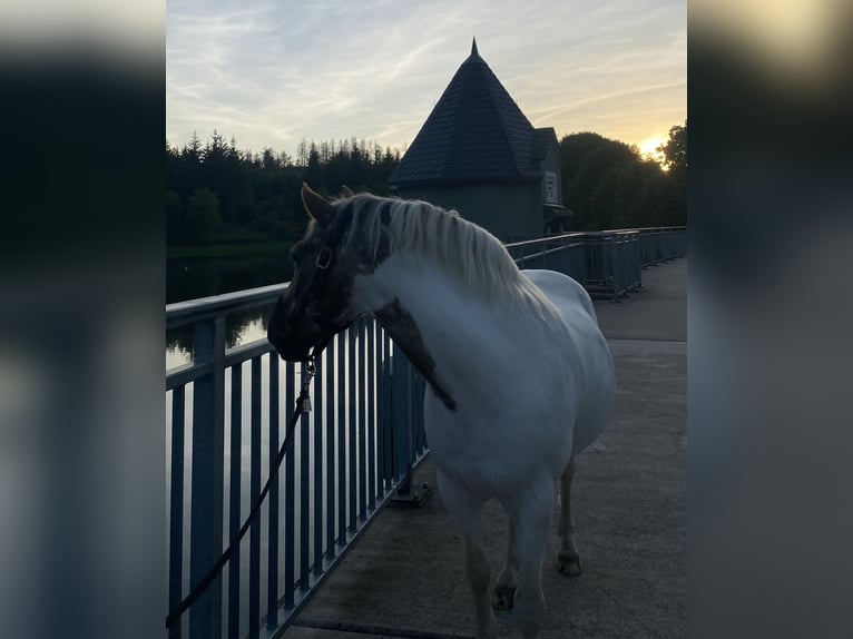 German Riding Pony Gelding 14 years 13,1 hh Pinto in Remscheid