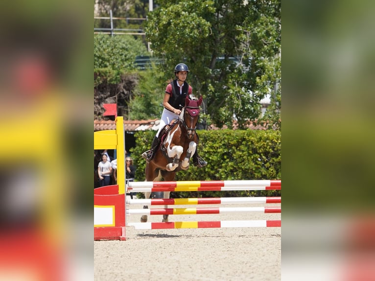 German Riding Pony Mix Gelding 14 years 13.1 hh Pinto in Viladecans