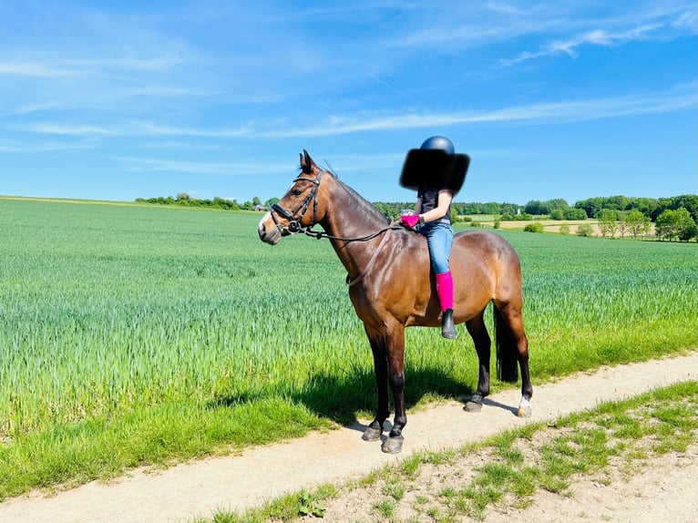 German Riding Pony Gelding 14 years 13,2 hh Bay-Dark in Fürstenzell